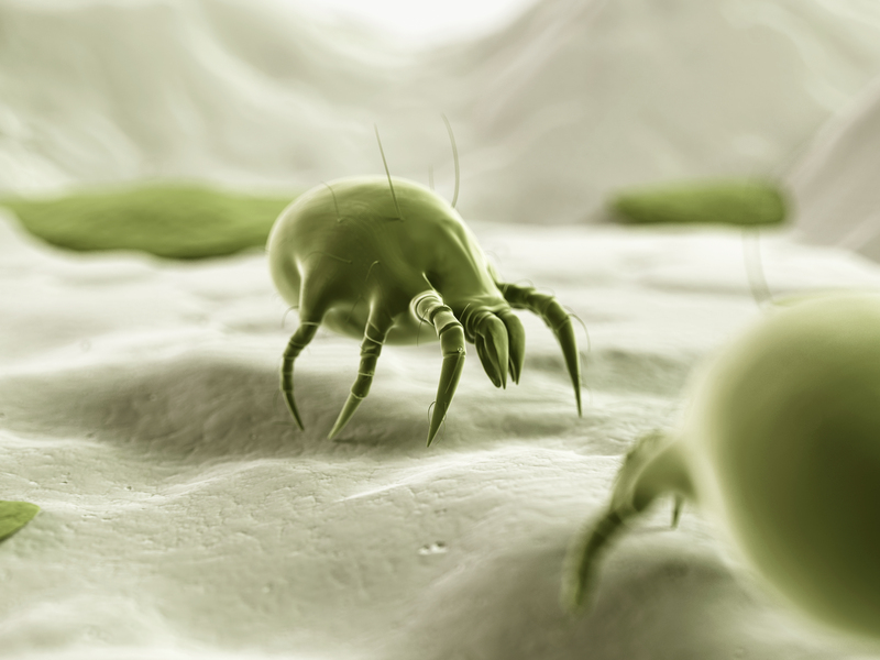 upholstery cleaners cleaning services